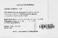 Cladonia caroliniana image