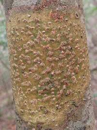 Image of Trypethelium virens