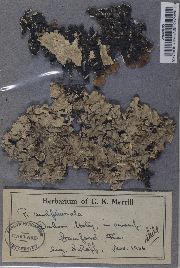 Parmotrema sulphuratum image