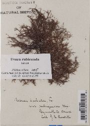 Usnea strigosa subsp. rubiginea image